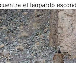 Encuentra el Leopardo