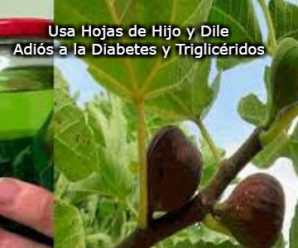 Usa Hojas de Higo y Dile Adiós a la Diabetes y Triglicéridos